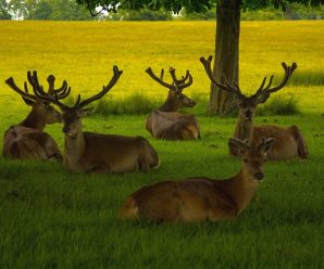 Fotopasti: Pomocník pro sledování zvěře i proti zlodějům