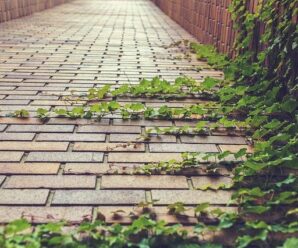 Víte, co udělat, aby byly betonové a kamenné prvky stále krásně čisté?